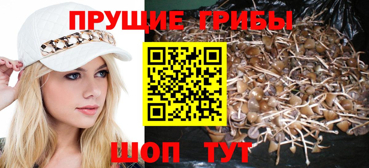 купить   Псилоцибиновые грибы GOLDEN TEACHER  Искитим  Вход с VPN  Галлюциногенные грибы MAGIC MUSHROOMS 